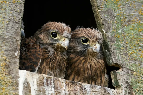 Jonge Gewone Kestrels Kijken Uit Hun Nest Doos — Stockfoto