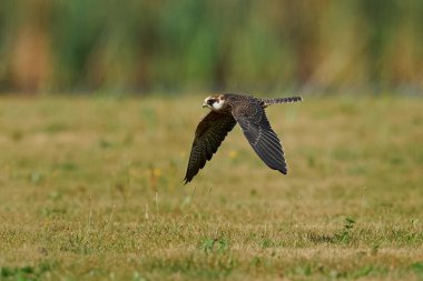 Danimarka 'daki doğal ortamında kızıl ayaklı şahin