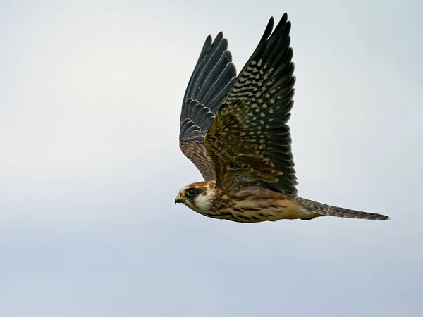 Red Footed Falcon Its Natural Enviroment Denmark — Stock Photo, Image