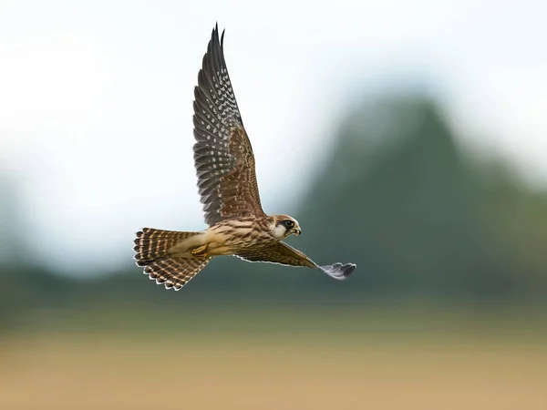 Falco Dai Piedi Rossi Nel Suo Ambiente Naturale Danimarca — Foto Stock