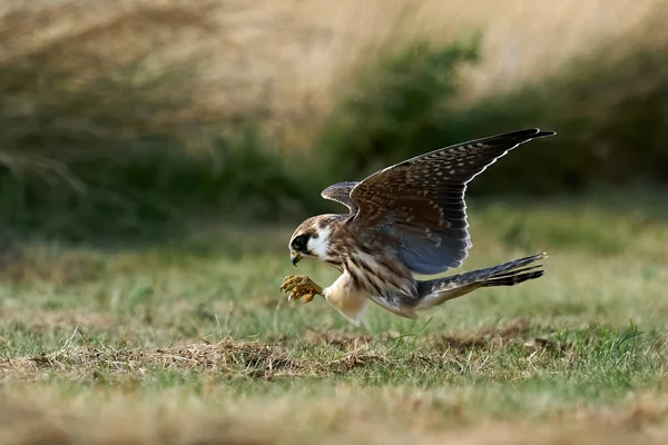 Roodvoetvalk Zijn Natuurlijke Omgeving Denemarken — Stockfoto