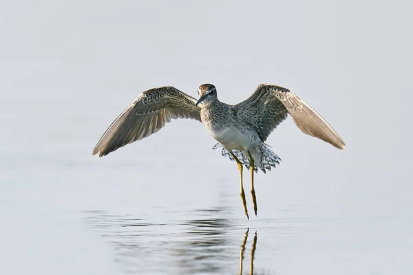 Wood Sandpiper Flight Its Natural Enviroment — Stock Photo, Image