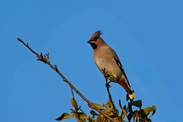 Ceras Boémias Bombycilla Garrulus Seu Ambiente Natural Dinamarca — Fotografia de Stock