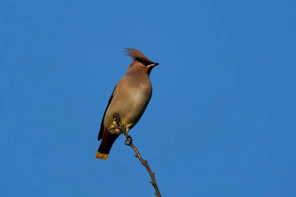 České Voskové Křídlo Bombycilla Garrulus Svém Přirozeném Prostředí Dánsku — Stock fotografie