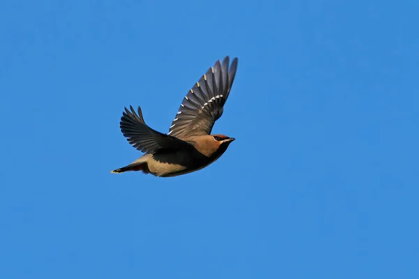 Ceretta Boema Bombycilla Garrulus Nel Suo Ambiente Naturale Danimarca — Foto Stock