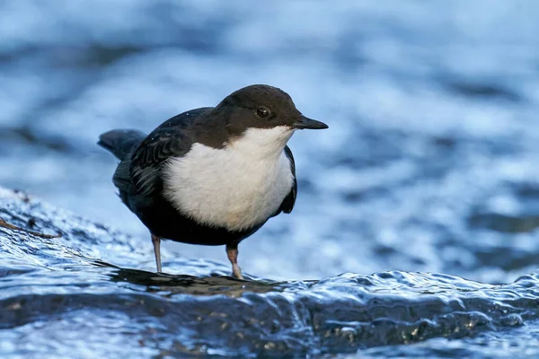 Danimarka Daki Doğal Ortamında Beyaz Boğazlı Dipper — Stok fotoğraf