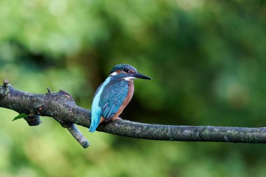 Danimarka 'daki doğal ortamında yaygın bir balıkçı