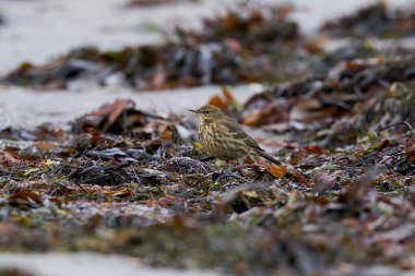 Danimarka 'daki doğal ortamında Avrasya kaya pipiti