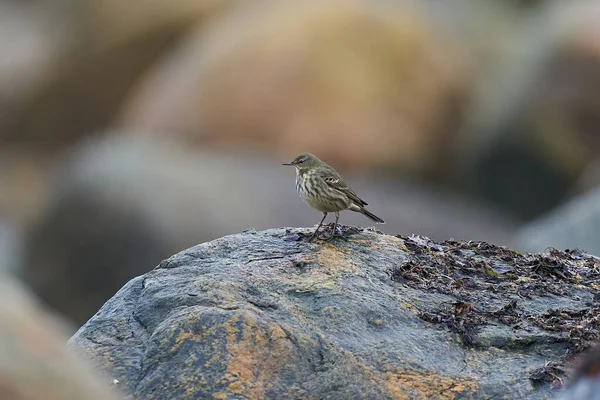 Danimarka 'daki doğal ortamında Avrasya kaya pipiti