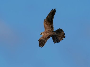 Doğal ortamında uçmakta olan kerkenez.
