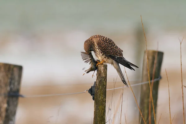 Crécerelle Commun Dans Son Environnement Naturel Mangeant Petit Oiseau — Photo