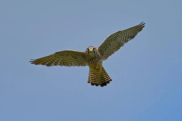 Kestrel Sin Naturliga Miljö Danmark — Stockfoto