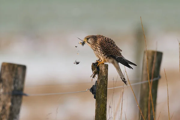 Běžný Kestrel Svém Přirozeném Prostředí Pojídá Malého Ptáčka — Stock fotografie