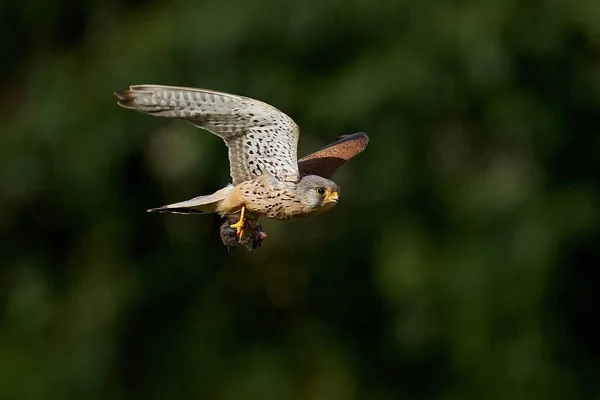 Common Kestrel Its Natural Enviroment Denmark Mouse Its Claws — Stock Photo, Image