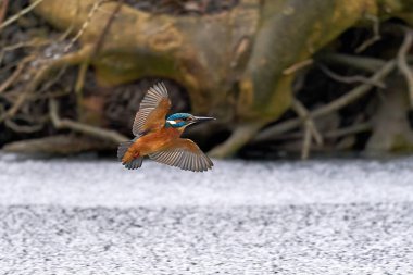 Common kingfisher in its natural enviroment in Denmark clipart