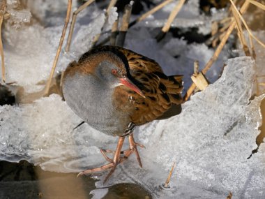 Danimarka 'daki doğal ortamında su rayı