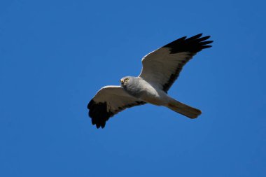 Hen harrier arkada mavi gökyüzü ile uçuyor.