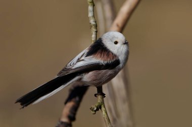 Long-tailed tit (Aegithalos caudatus) in its natural enviroment