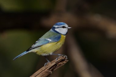 Eurasian blue tit (Cyanistes caeruleus) in its natural enviroment