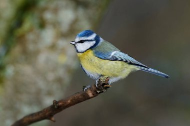 Danimarka 'da doğal habitatına mavi baştankara