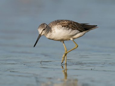 Danimarka 'daki doğal ortamında yaygın yeşillik