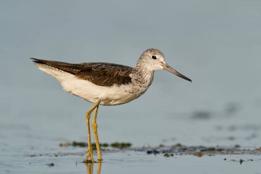 Danimarka 'daki doğal ortamında yaygın yeşillik