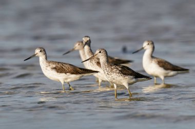 Danimarka 'daki doğal ortamında yaygın yeşillik