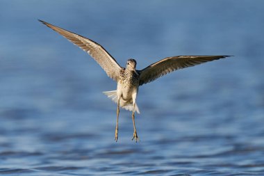 Danimarka 'daki doğal ortamında yaygın yeşillik