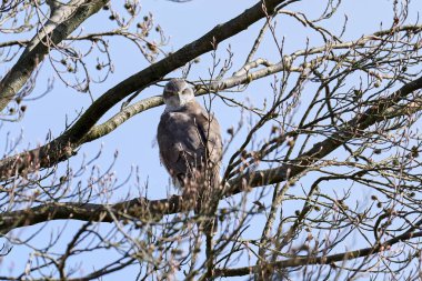 Danimarka 'daki doğal ortamında Kuzey Afrika Şahini