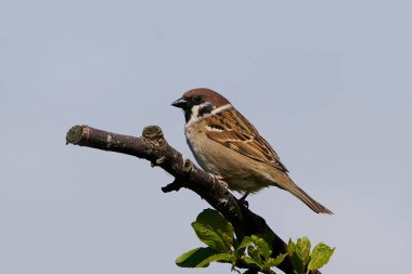 Bir dal üzerinde dinlenen Avrasya ağaç serçesi