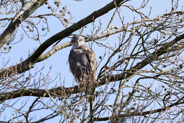 Danimarka 'daki doğal ortamında Kuzey Afrika Şahini