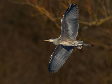 Arka planda bitki örtüsüyle uçmakta olan gri balıkçıl