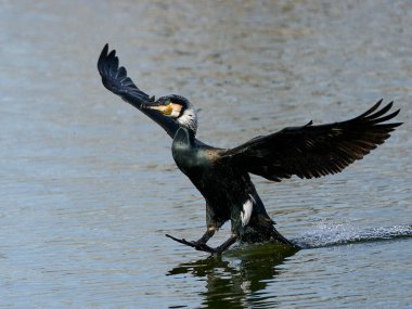 Danimarka 'daki doğal ortamında büyük bir karabatak.