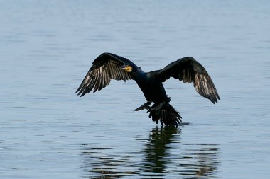 Danimarka 'daki doğal ortamında büyük bir karabatak.