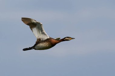 Danimarka 'daki doğal ortamında kırmızı boyunlu yunus balığı