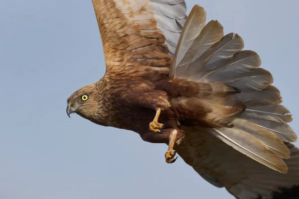 Západní Mokřad Harrier Svém Přírodním Prostředí Dánsku — Stock fotografie