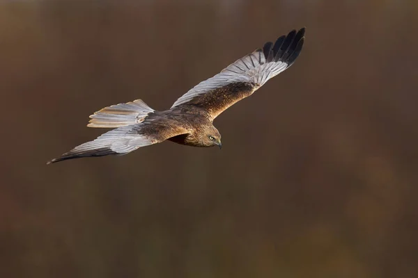 Falena Paludosa Occidentale Nel Suo Habitat Naturale Danimarca — Foto Stock