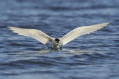 Sandviç kabuğu Danimarka 'daki doğal ortamında.