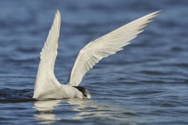 Sandviç kabuğu Danimarka 'daki doğal ortamında.
