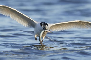 Sandviç kabuğu Danimarka 'daki doğal ortamında.