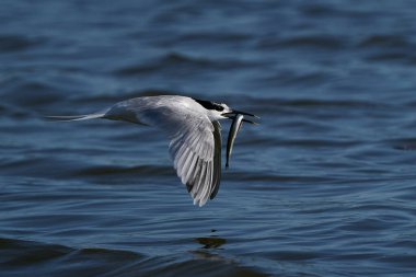 Doğal ortamında gagasında bir balıkla uçan bir sandviç kabuğu.
