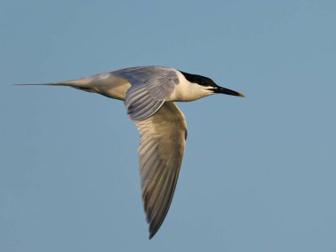 Danimarka 'daki doğal ortamında sandviç kabuğu.