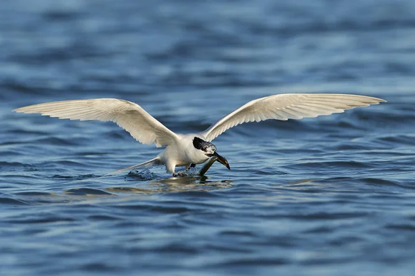 Sandwich Tern Its Natural Habitat Denmark — Stock Photo, Image