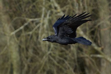 Danimarka 'daki doğal habitatında yaygın kuzgun (Corvus corax)
