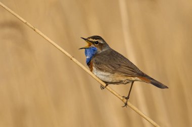 Danimarka 'daki doğal ortamında Bluethroat