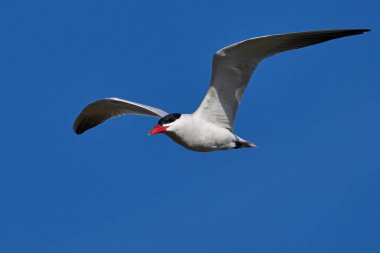 Danimarka 'daki doğal ortamında bir Hazar feneri.