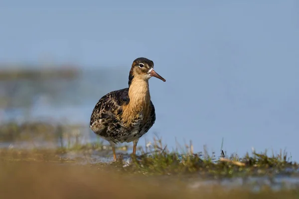 Ruff Calidris Pugnax Entorno Natural Dinamarca — Foto de Stock