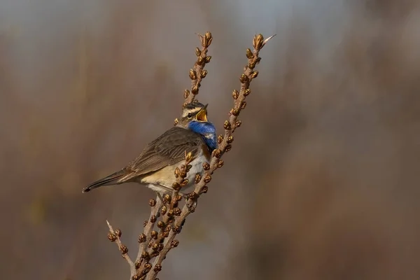 Bluethroat Its Natural Enviroment Denmark — Stock Photo, Image