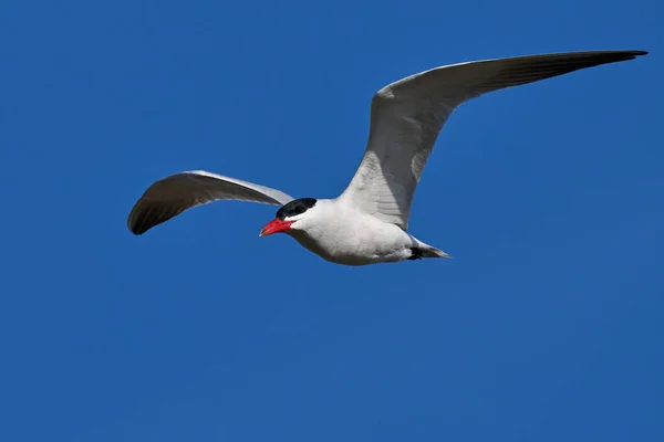 Caspian Tern Its Natural Enviroment Denmark — Stock Photo, Image