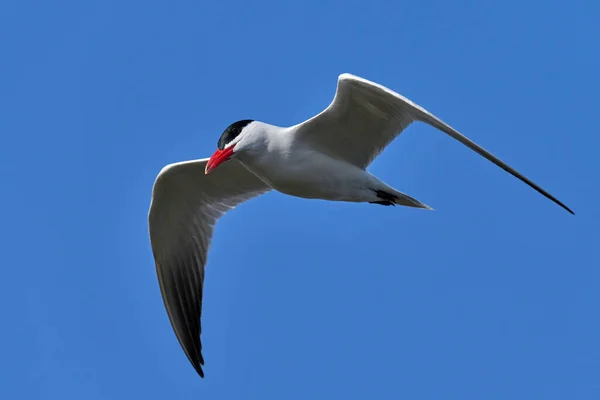 Tern Cáspio Seu Ambiente Natural Dinamarca — Fotografia de Stock